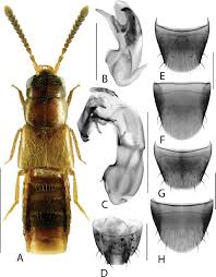 Image result for Isoglossa sp. A