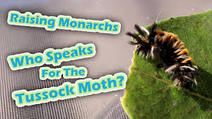 Check spelling or type a new query. Raising Monarchs Who Speaks For The Tussock Moth Youtube