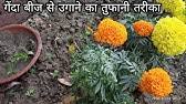 Start your plant at 12 hours of light per day. How To Grow Marigold From Seeds Fast And Easy Grow Marigold From Seeds At Home For Free Youtube