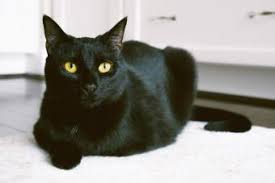 Love black cats on may 25, 2019: 189 Creative Names For Black Cats Lovetoknow
