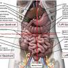 Vintage anatomy charts of the human body showing the skeletal and muscle systems. 1