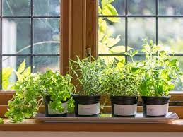 However, giving most herbs afternoon shade won't hurt them. Growing Herbs Indoors How To Grow Herbs Indoors