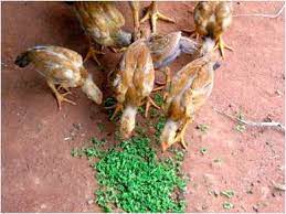 Livestock Feed The Azolla Foundation