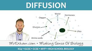 We did not find results for: Diffusion Gcse Biology 9 1 Youtube