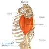 It's a broad, powerful muscle and the the name pectoralis major describes the general location of this muscle. Https Encrypted Tbn0 Gstatic Com Images Q Tbn And9gcqgdl9r9vkztu9kgp60qgikh5qm5pvk0xrlb083rji Usqp Cau