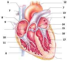 Heart Diagram Anatomy Physiology Diagram Quizlet
