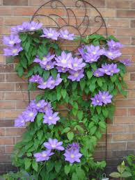 No need to register, buy now! Clematis H F Young In The Clematis Database Garden Org