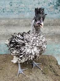 Cross Breed Polish Chicken Vs Silver Sibright Silang Poland Vs Batik Italy Italy Ayam Batik