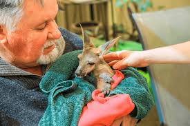 31 Baby Kangaroo Rescue Centre Royalty-Free Images, Stock Photos & Pictures 