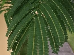 If a bonsai is overwatered, its roots are drowning in water and. Id My Bonsai Tree Identification Guide Bonsai Empire