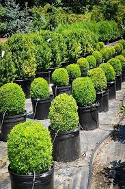 English Boxwood Boxwood Landscaping Easy Garden Backyard Landscaping