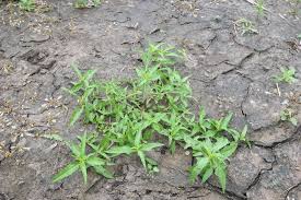 Image result for Eclipta