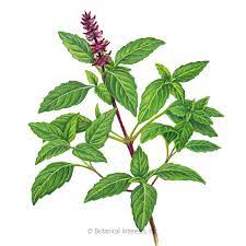 Sweet Thai Basil Seeds Basil Seeds Thai Basil Plant Dark Purple Flowers