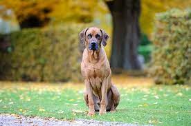 The rhodesian ridgeback, often referred to as the african lion hound, is a native of south africa. Rhodesian Ridgeback Breed Guide Info Pictures Care More Pet Keen