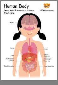 Pin By Marcelle Higgins On For The Kids Human Body Projects Human Body Activities Human Body Printables