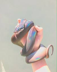 Pin By Rose On Lucy Gray Baird New Hunger Games Hunger Games Novel Hunger Games