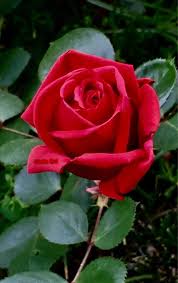 Dance your own rosas danst rosas, make a video film of it and post it on this site. Rosa Rossa Red Rose Roses Rosas Rosa Rossa Bellissimi Fiori Piante Da Ombra Da Giardino