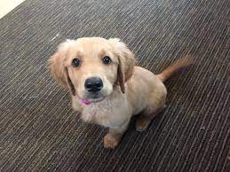You can find leashes & collars, crates, and also how to housebreak you golden retriever puppies. Success Story Golden Retriever Rescue Of The Rockies