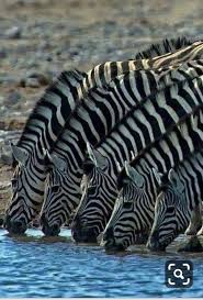 Pin By Anchovy On Animali Animals Beautiful Nature Animals Zebras