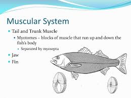 Ppt Fish Powerpoint Presentation Free Download Id 2000497