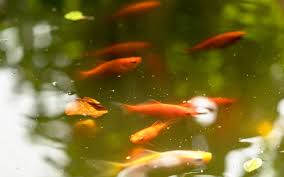 If you have a pump, you can pond heater: Do Goldfish Need Heater Aquariumnexus