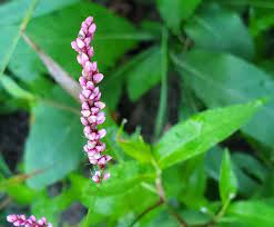 Docapole soft bristle scrub brush and deck brush extension pole attachment | long handle scrub brush and car wash brush for house siding, deck, car, truck, rv and more. Persicaria Longiseta Long Bristled Smartweed Western Carolina Botanical Club