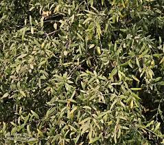 Image result for Salvadora australis