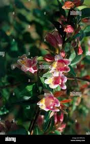 Image result for Justicia engleriana