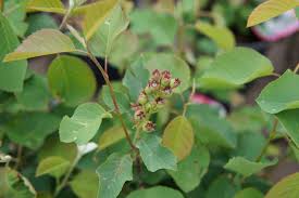 Prairie berries was founded in 1993 with a simple but ambitious goal: Smokey Saskatoon Kiwi Nurseries Ltd