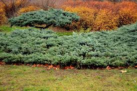 Image result for Juniperus