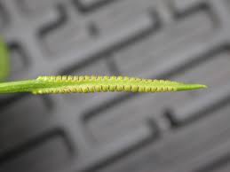 Image result for Ophioglossum reticulatum