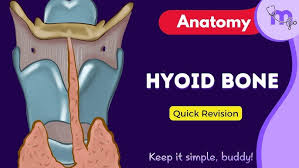 Image result for Hyoid Bone