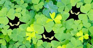 How To Fight Back Against Creeping Oxalis Lawn Solutions Australia