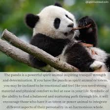 Panda Spirit Animal Totem Meaning Panda Spirit Animal Spirit Animal Totem Spirit Animal