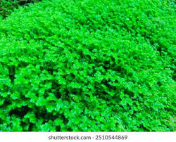 Image result for Selaginella lewalleana