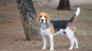 Image result for bígl