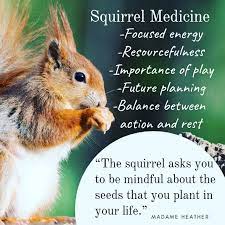 If squirrel is your animal totem, it reveals your inner world, and your stamina. Pin Auf Squirrels