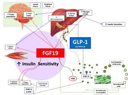 Circuit diagram extension for visual studio code. Figure 6 Schematic Diagram Illustrating The Complex Endotext Ncbi Bookshelf