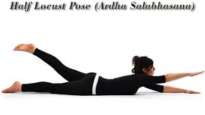 Half Locust Pose Ardha Salabhasana Poses Yoga Teacher Training Yoga Poses