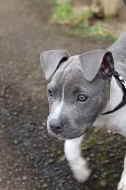 We did not find results for: Royalty Free American Pit Bull Terrier Photos Free Download Pxfuel