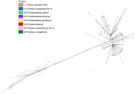 Image result for Trisetopsis elongata