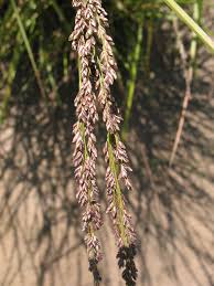 Image result for Glyceria