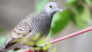 Check spelling or type a new query. 73 Gambar Burung Derkuku Kekinian Gambar Pixabay