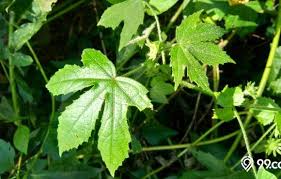 Daun insulin ini juga sangat dikenal lantaran manfaatnya dalam mengobati diabetes. 5 Fakta Daun Insulin Manfaatnya Yang Baik Untuk Kesehatan Tubuh