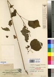 Image result for Triumfetta pentandra