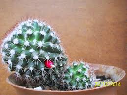 La espada de cactus es una espada del modo normal creada con cactus en un banco de trabajo. Mammillaria Voburnensis Con Su Fruto Cactus Y Suculentas Jardineria Y Plantas Plantas