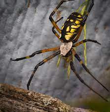 Agriope Aurantia Yellow Garden Spider Female Virginia Garden Spider Spider Critter