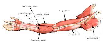 The arm's curved shape comes from its major exterior muscles. Muscles Of The Arm Labeled Muscle Diagram Arm Muscles Arm Muscle Anatomy