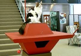 All our breeding maine coons are our family pets who are pampered and spoiled rotten. Feline Historical Museum In Alliance Ohio This Belongs In A Museum