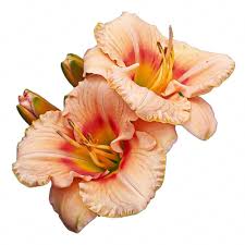 Home/daylily/stout silver medal winners/1991 'betty woods'. Betty Warren Woods Mountain View Daylily Nursery